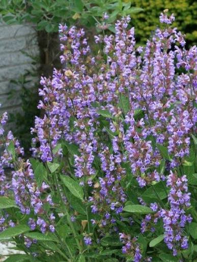 Sauge officinale